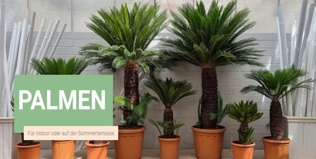 töpfe zimmerpflanzen Zamioculcas kaufen – Pflegeleichte Zimmerpflanze für Wien – MO BLUMEN