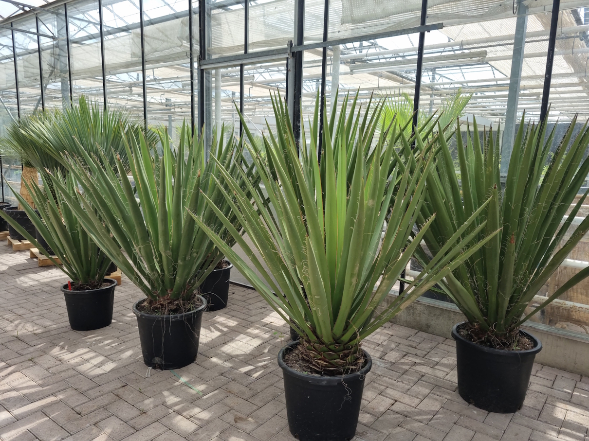 Yucca Faxoniana kaufen