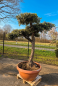 Preview: Olivenbaum pom pon Bonsai 200 cm - 80 Jährig - genau diesen Nr.12