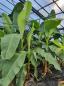 Mobile Preview: Musa Basjoo winterfeste Bananenpflanze