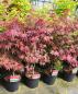 Preview: Japanischer Ahorn 130/140cm 'Bloodgood' - Roter Fächerahorn.