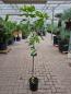 Mobile Preview: Feigenbaum Ficus Carica 165cm ´de la Reina´