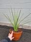 Mobile Preview: Agave Stricta Blue Nr.1