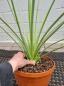 Preview: Agave Stricta Blue