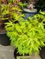 Preview: Japanischer Ahorn 70/80cm - Acer palmatum 'Anne Irene' - Fächerahorn.