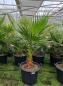 Preview: Palme Washingtonia Robusta 180-200cm / 40cm Stamm.