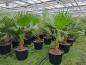 Preview: Palme Washingtonia Robusta 180-200cm / 40cm Stamm.