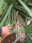 Preview: yucca-recurvifolia-190cm