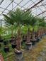 Preview: Trachycarpus-Fortunei-80-90cm-Stamm
