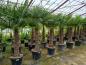 Preview: Trachycarpus Fortunei +220cm / 90-100cm Stamm - Winterharte Hanfpalme.