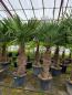 Preview: Trachycarpus-Fortunei-90-100cm-Stamm