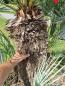 Preview: ↑ Sie erhalten genau diesen ↑ Chamaerops Cerifera 210cm - winterharte Palme