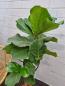 Mobile Preview: Ficus Lyrata Geigenfeige 140cm - genau diesen - Nr.1