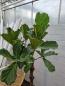 Mobile Preview: Ficus Lyrata Geigenfeige 190cm - genau diesen - Nr.4