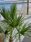 Preview: Washingtonia filifera Priesterpalme 220cm - Nr.5