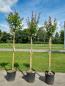 Preview: Lagerströmie Indica 200cm Preview: Lagerströmie Indica 200cm