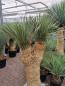 Preview: Yucca Rostrata verzweigt kaufen