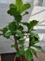 Mobile Preview: Ficus Lyrata Geigenfeige 180cm - genau diesen - Nummer 3.