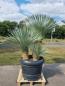 Mobile Preview: Yucca Rostrata 3er gruppe Palermo 80cm Pflanztopf.