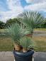 Mobile Preview: Yucca Rostrata 3er gruppe stehend im Palermo 80cm Pflanztopf.