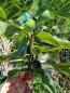 Preview: Feigenbaum Ficus Carica 210cm ´Brown Turkey´ mit Früchte.