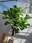 Preview: Ficus Lyrata Geigenfeige 200cm - genau diesen - Nummer 16
