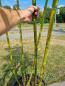 Mobile Preview: Phyllostachys vivax ´Huangwenzhu´ 280cm - 6 Halme - Nr.2