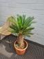 Mobile Preview: Cycas Revoluta Palmfarn 100cm / 30cm Stamm - genau dieser - Nr.3