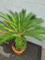 Mobile Preview: Cycas Revoluta Palmfarn 125cm / 47cm Stamm - genau dieser - Nr.2