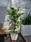 Mobile Preview: Zimmer- Büropflanzen Set - Ficus Lyrata, Philodendron Xanadu, Bogenhanf Zeylanica