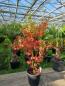 Preview: Acer shirasawanum Jodan im Herbst