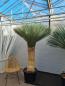 Preview: Yucca Rostrata Nr.172 kaufen