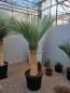 Preview: Yucca Rostrata Nr.176 kaufen