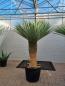 Preview: Yucca Rostrata Nr.175 kaufen