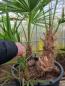 Mobile Preview: Trachycarpus Fortunei Hanfpalme 3er gruppe - 185cm Palmen.