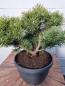 Preview: Pinus mugo 'Mops' Kugel-Kiefer Gartenbonsai