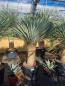 Mobile Preview: Yucca-rostrata-kaufen Nr-23-23 Planzaplaza