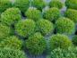 Preview: Pinus nigra Marie Bregeon® ⌀30cm - Kugelkiefer.