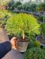 Mobile Preview: Pinus nigra Marie Bregeon® Kugelkiefer ⌀30cm