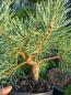 Preview: Pinus sylvestris ´Repens´ ⌀35cm - niedriger Waldkiefer.