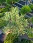Preview: Pinus sylvestris ´Repens´ ⌀35cm - niedriger Waldkiefer.
