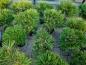 Preview: Pinus nigra Pierrick Bregeon® ⌀30cm - Kugelkiefer.