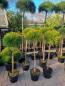 Preview: Pinus nigra Hochstamm 125cm - Marie Bregeon® Stämmchen.