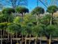 Mobile Preview: Pinus nigra Hochstamm - 200cm Pierrick Bregeon® Stämmchen.