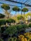 Preview: Pinus nigra Hochstamm - 230cm Pierrick Bregeon® Stämmchen. Preview: Pinus nigra Hochstamm - 230cm Pierrick Bregeon® Stämmchen.