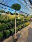 Preview: Pinus nigra Pierrick Bregeon® Hochstamm kaufen - Plantaplaza Preview: Pinus nigra Pierrick Bregeon® Hochstamm kaufen - Plantaplaza