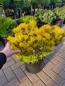 Preview: Zwergkiefer Pinus mugo 'Carsten's Wintergold ⌀ 40-50cm.