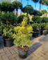 Preview: Gelbe Waldkiefer Pinus sylvestris Aurea 65cm