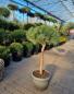 Mobile Preview: Pinus sylvestris Hochstamm 105cm