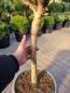 Preview: Hochstamm Pinus sylvestris ´watereri´ 105cm